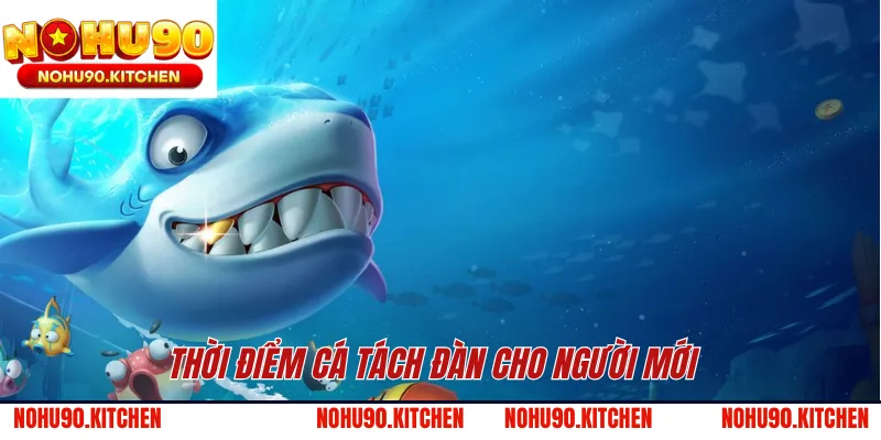 Thời điểm cá tách đàn cho người mới